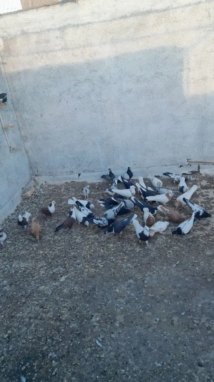 کفتر هوا|پرنده|کاشمر, |دیوار