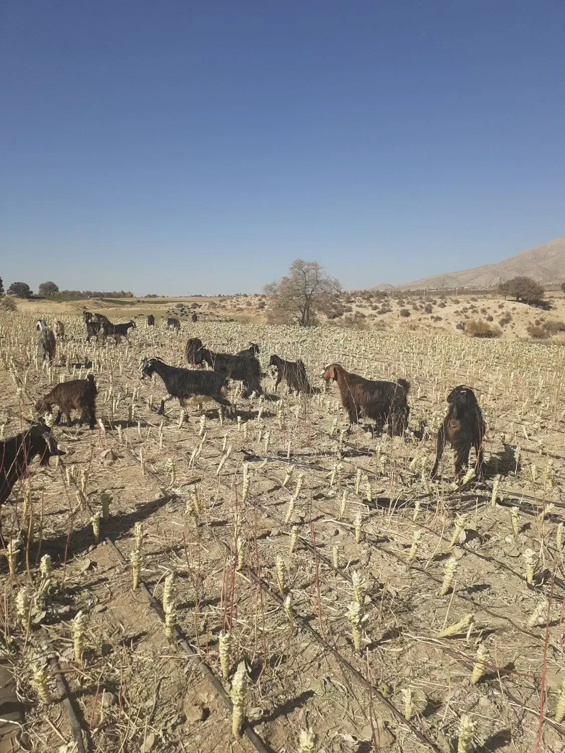 بز داشتی جوان|حیوانات مزرعه|طسوج, |دیوار