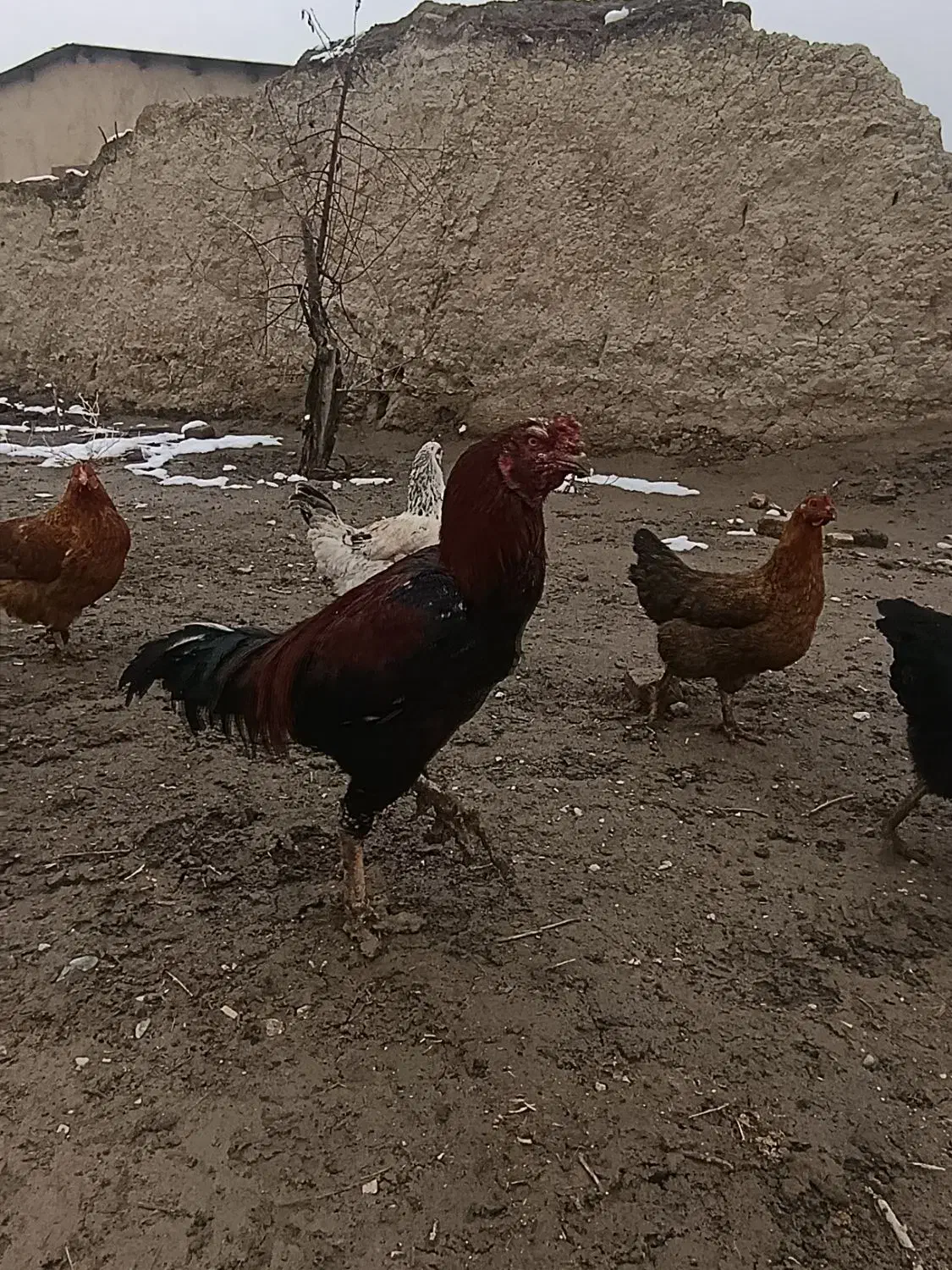 یک عدد خروس لاری اصیل|حیوانات مزرعه|چناران, |دیوار