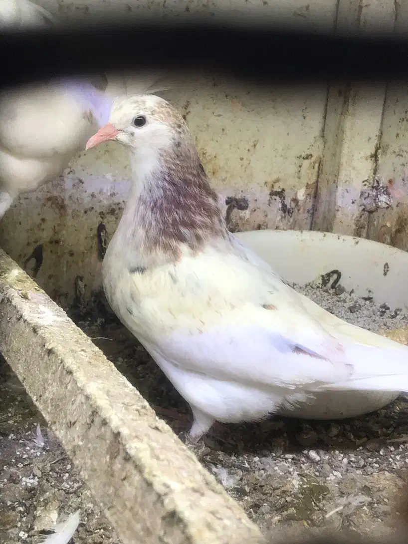 کبوتر|پرنده|کیش, |دیوار