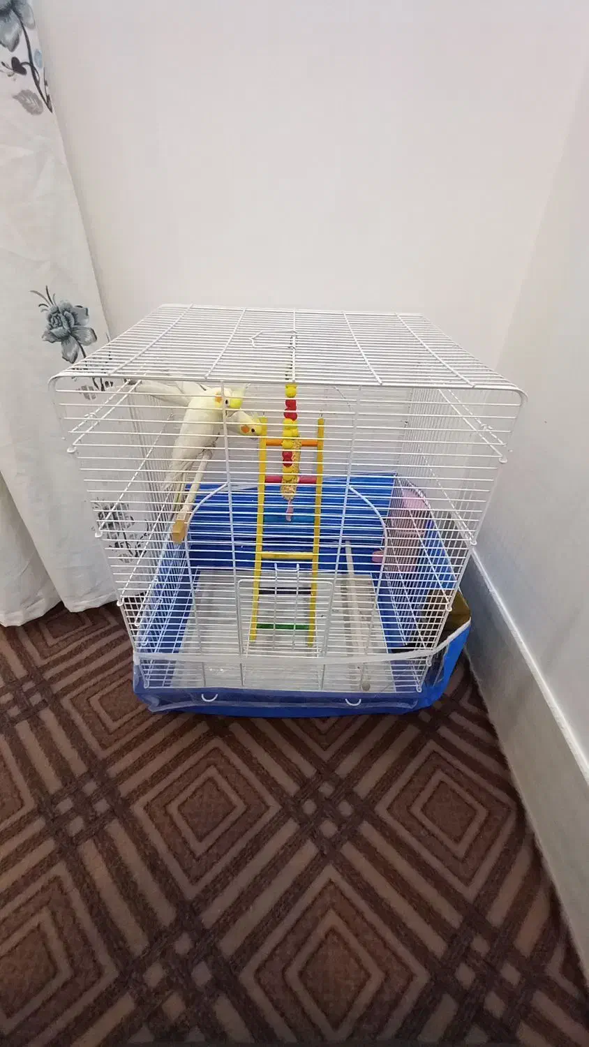 عروس هلندی|پرنده|بناب, |دیوار