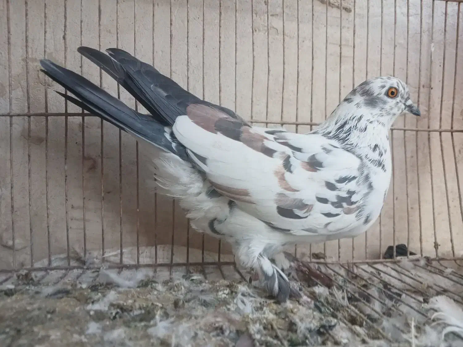 ۲ماده|پرنده|آران و بیدگل, |دیوار