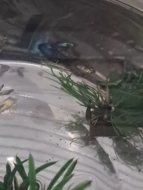 ماهی گوپی|ماهی|سرپل ذهاب, |دیوار