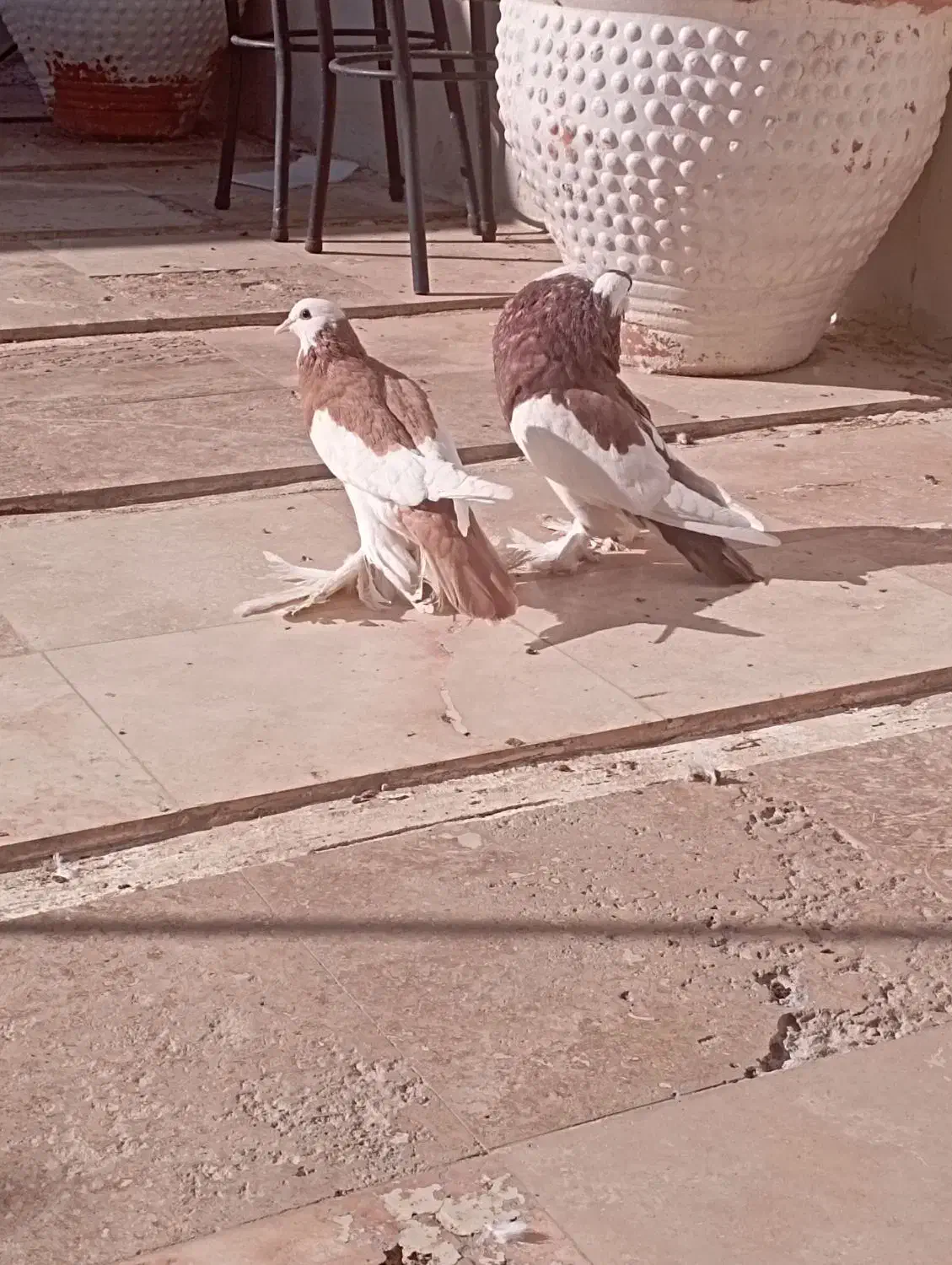 کفتر بادکنکی|پرنده|شهرضا, |دیوار