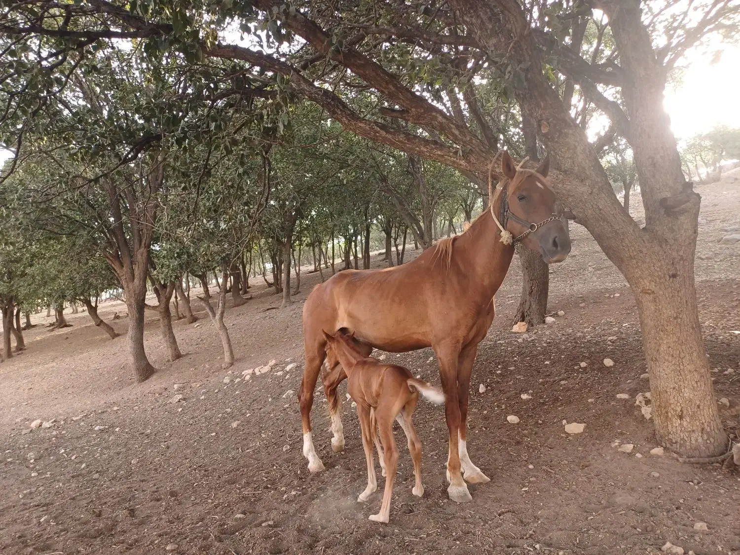مادیان ۴ ساله با کره یک ماهه|اسب و تجهیزات اسبسواری|خرمآباد, |دیوار
