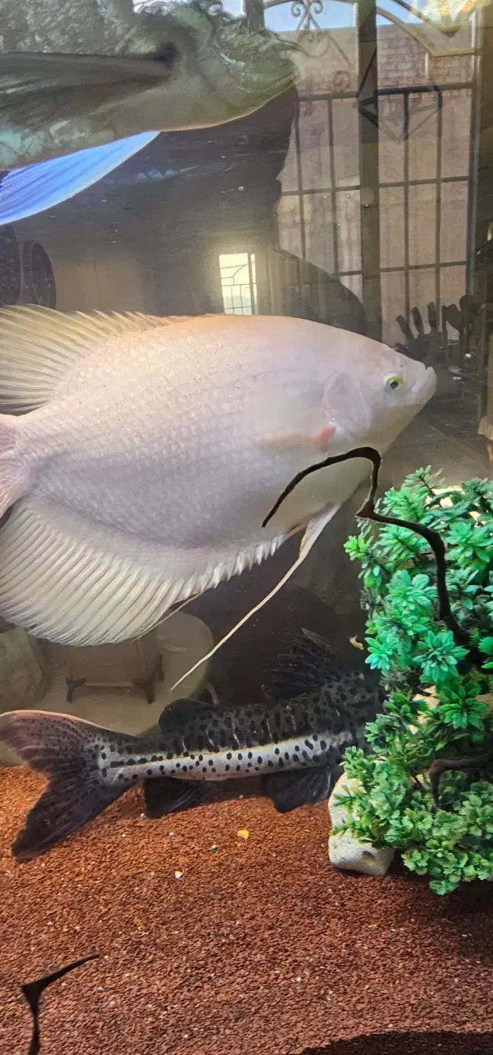 ماهی آکواریوم گوشتخوار|ماهی|اقبالیه, |دیوار