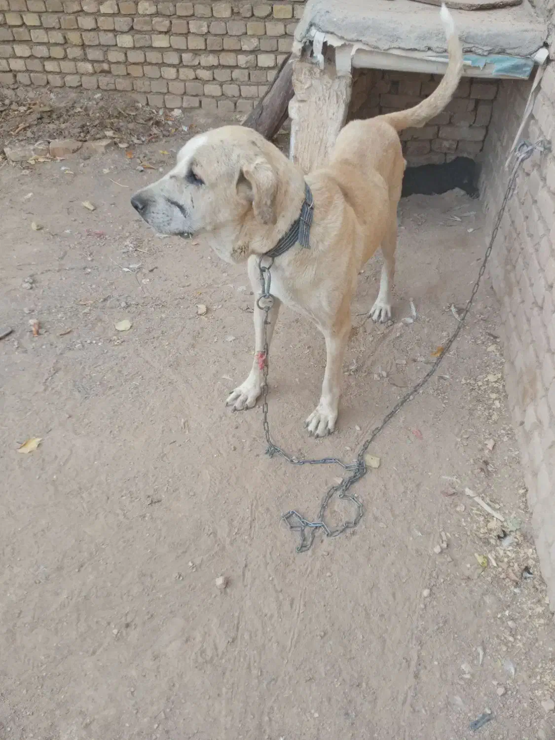 ماده و توله ماده|سگ|کمیجان, |دیوار