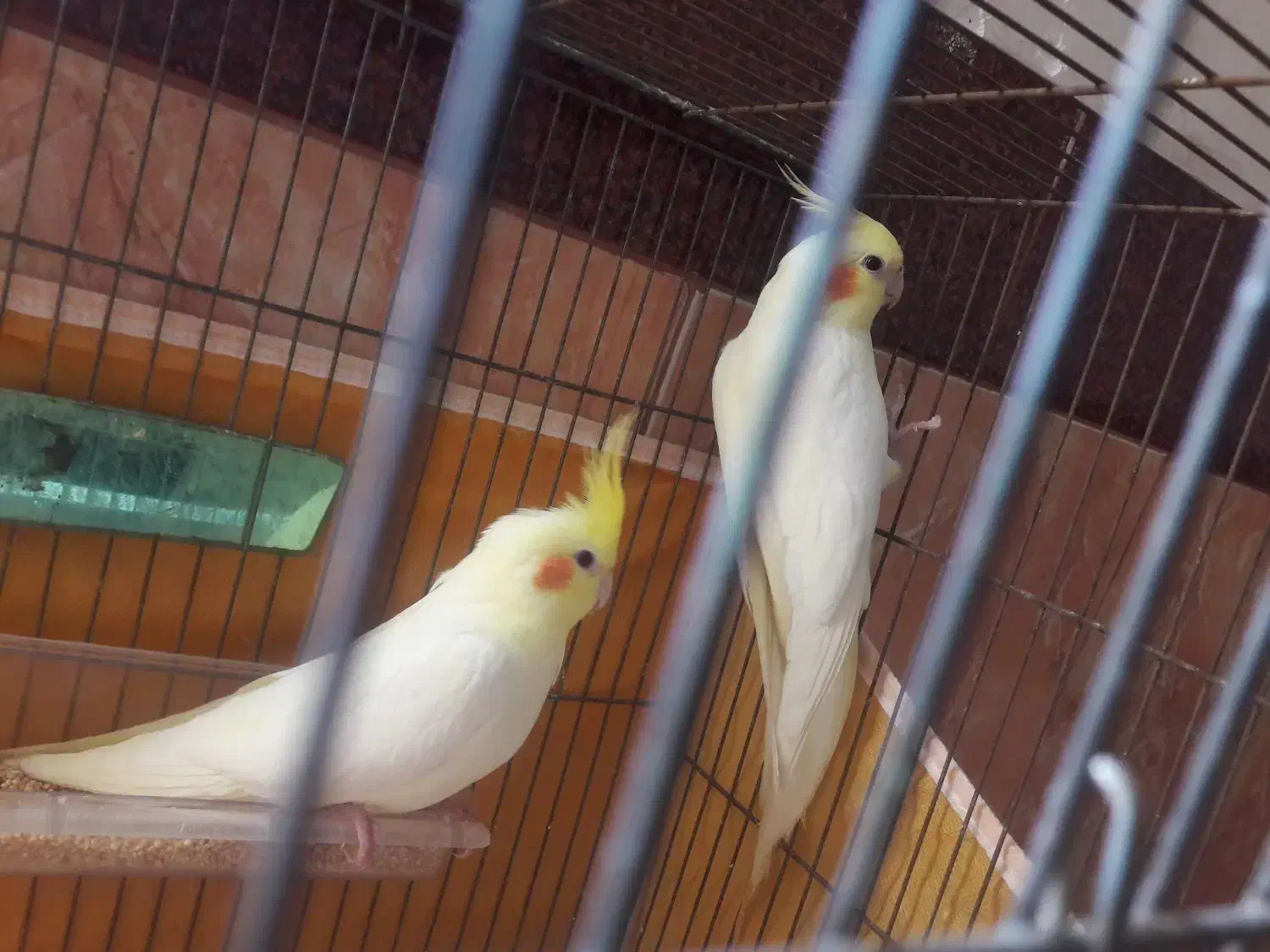 دو عدد عروس هلندی خوش رنگ|پرنده|صوفیان, |دیوار