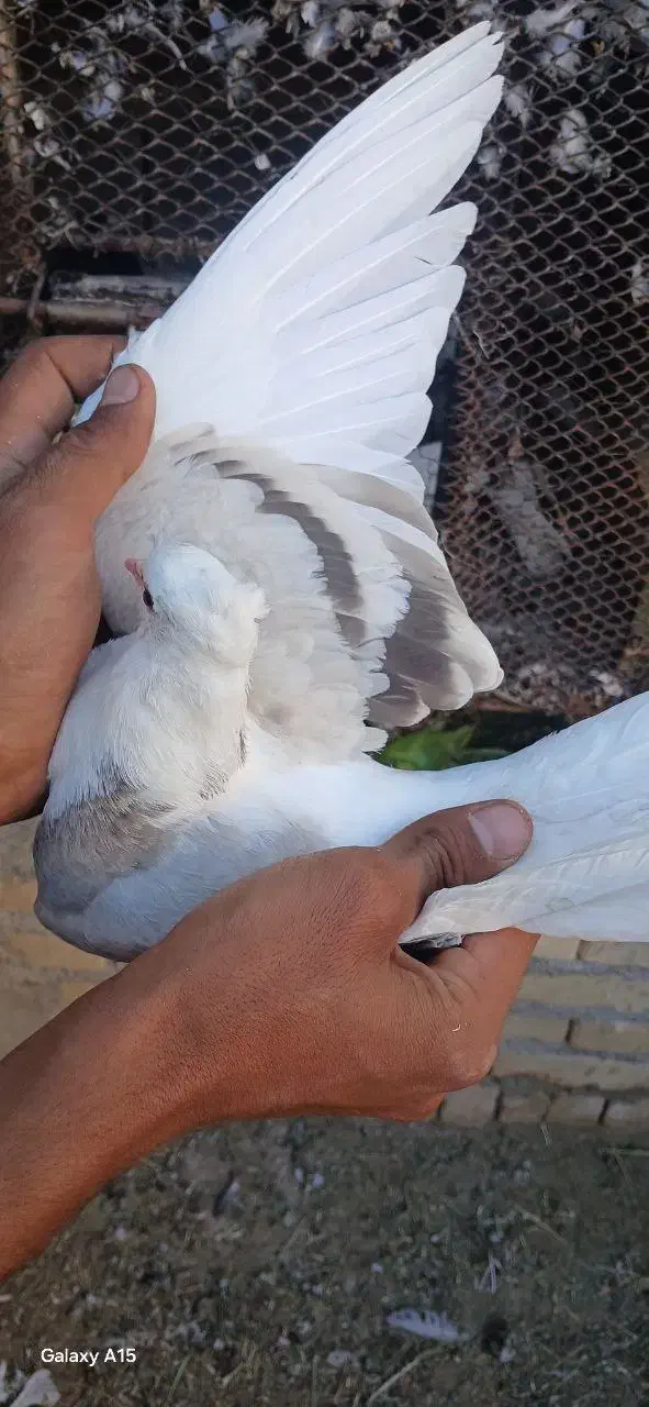 کفتر پرشی|پرنده|گلپایگان, |دیوار