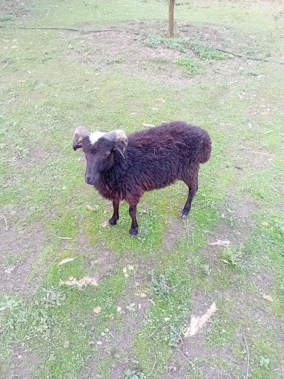 بره نر سرحال بالای ۲۰ کیلوی ۱۰ میلیون قیمت اخر|حیوانات مزرعه|نوشهر, |دیوار