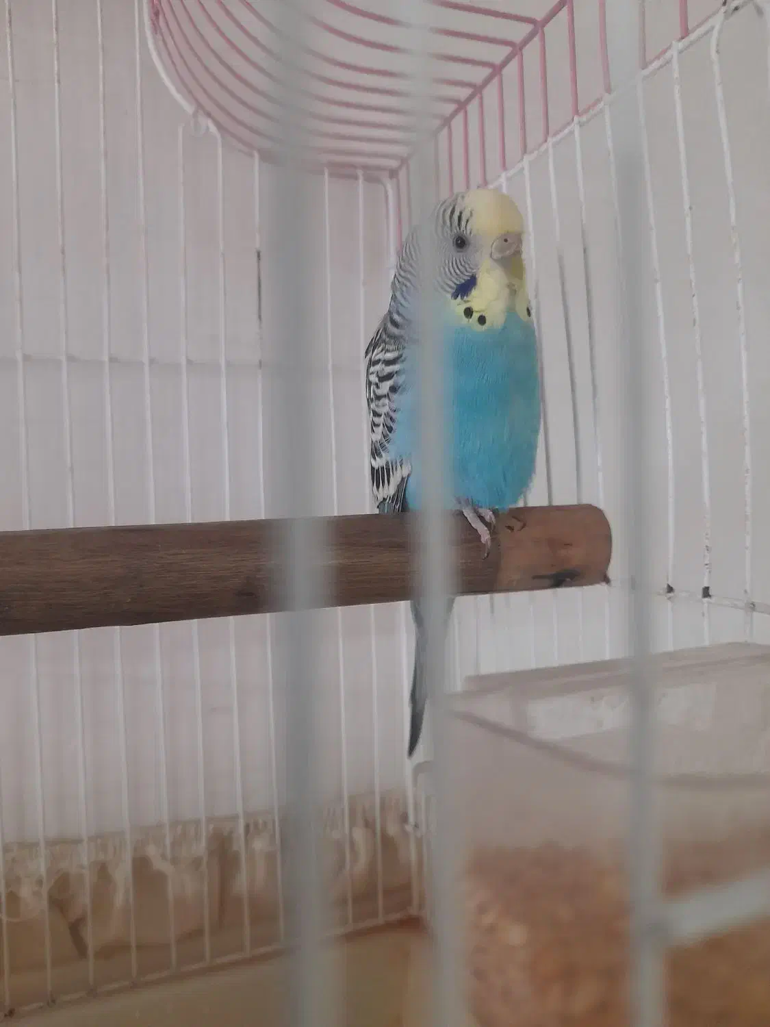 یک عدد مرغ عشق نر فروشی|پرنده|اردبیل, |دیوار