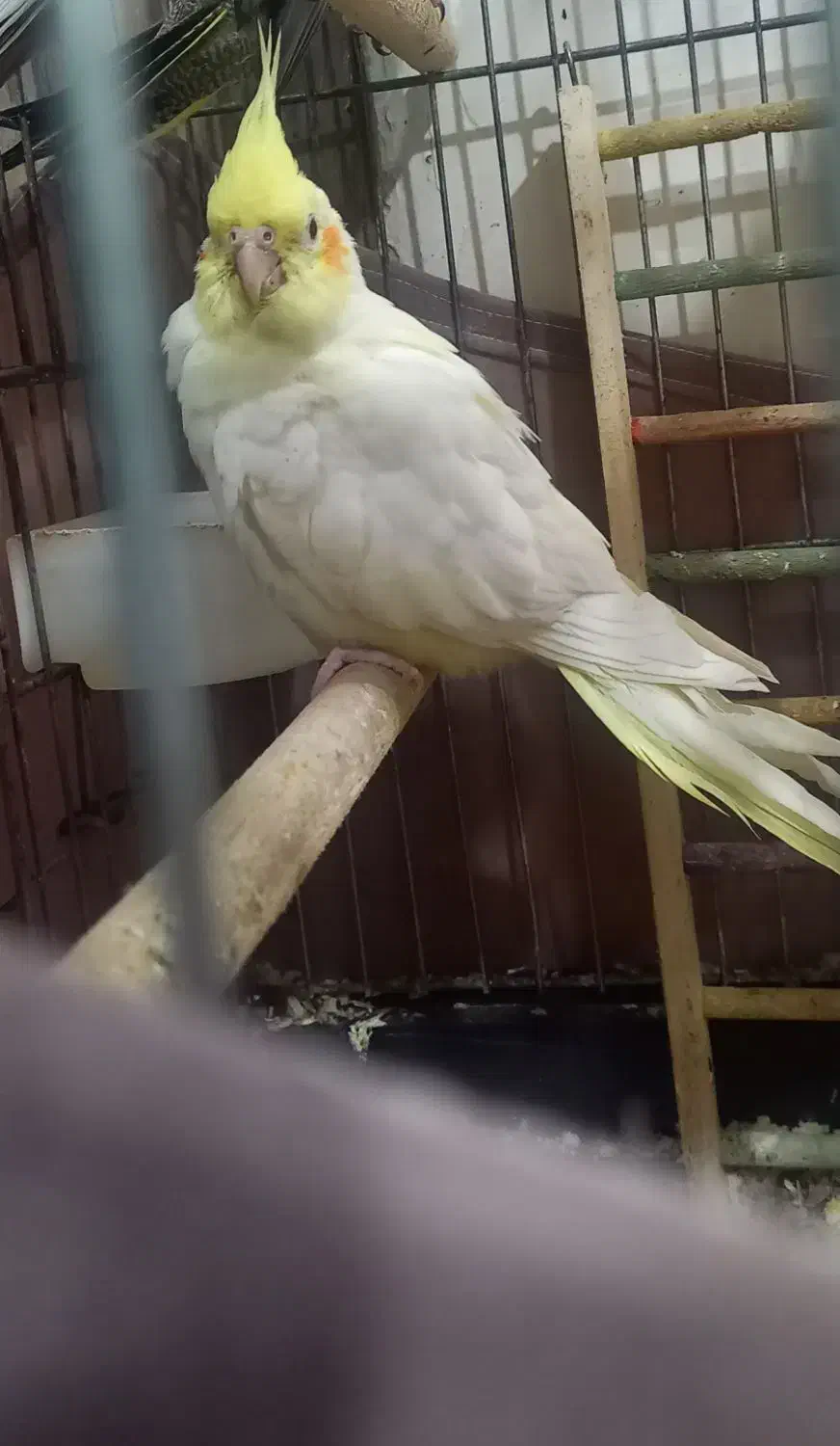 جفت عروس هلندی به همراه قفس و وسایل|پرنده|تهران, تختی|دیوار