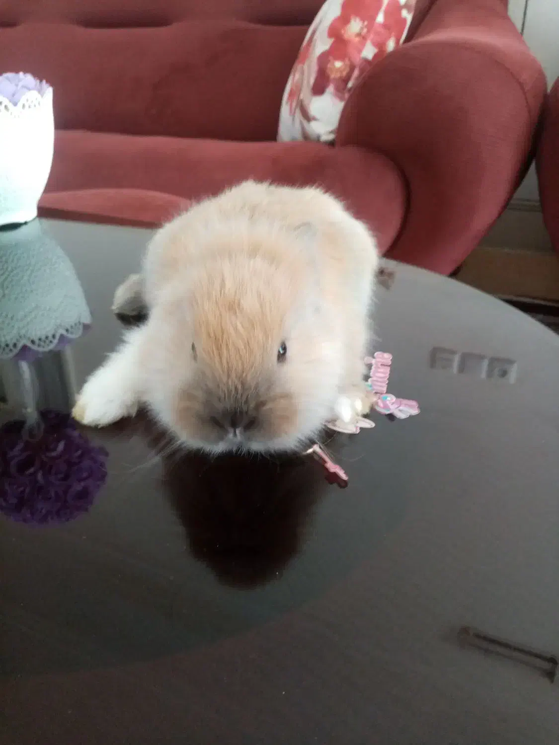 خرگوش لوپ|موش و خرگوش|بیرجند, |دیوار