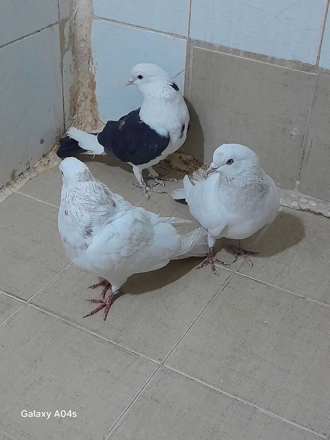 3تا کفتر پرشی دونه ای 200ت|پرنده|قرچک, شهرک طلائیه|دیوار