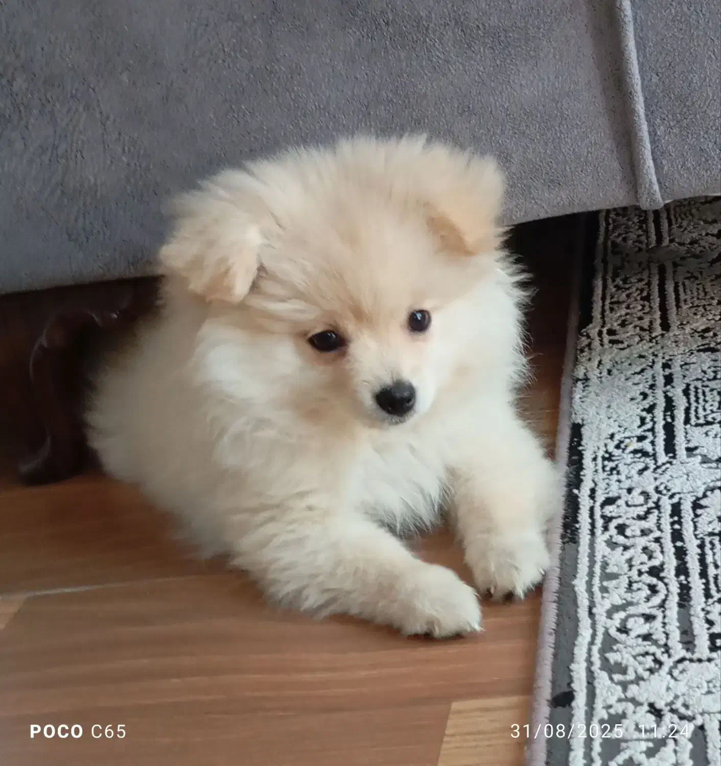 سگ پامرخرسی|سگ|اصفهان, عمان سامانی|دیوار