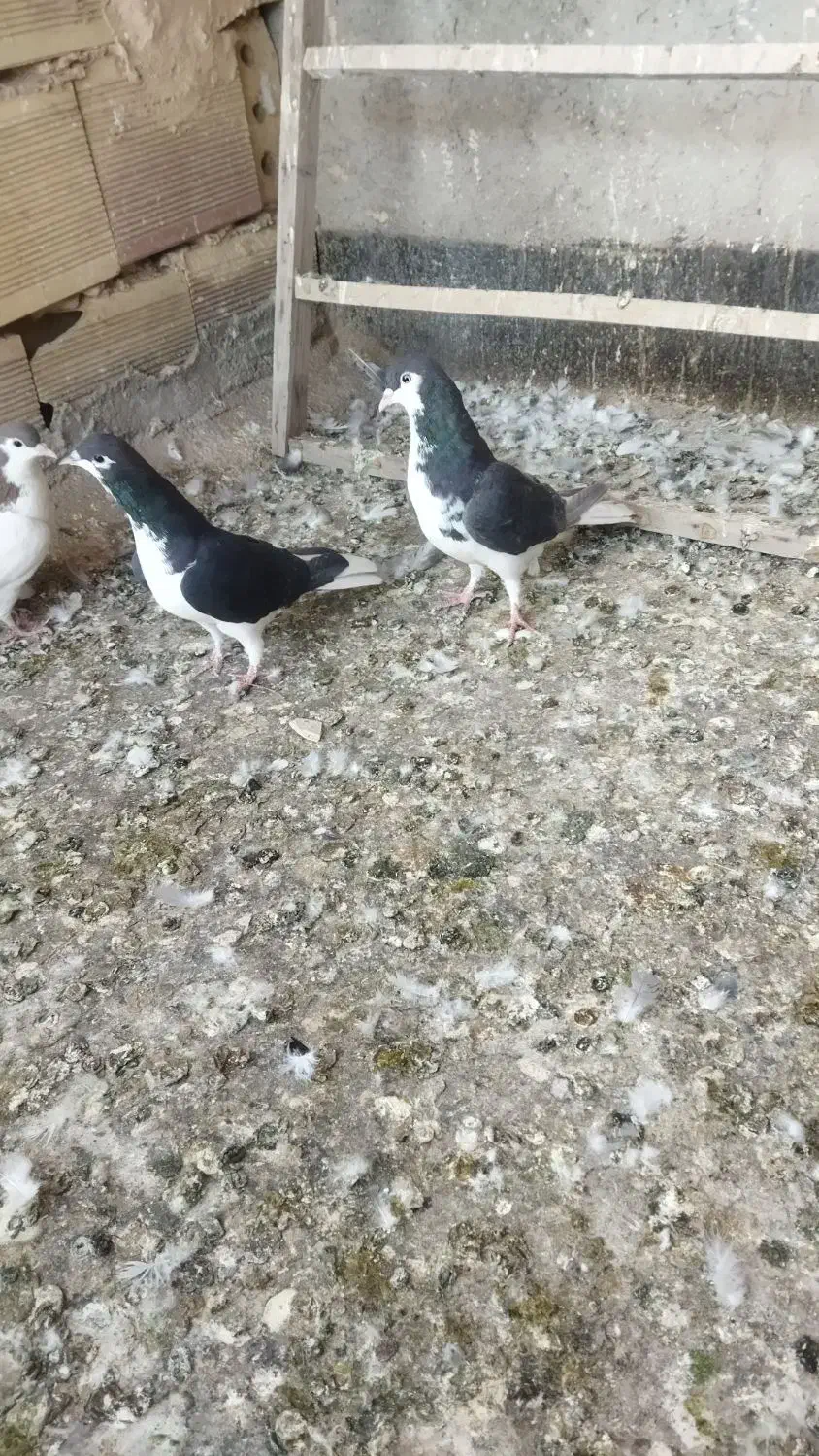 حیوون پرشی|پرنده|نیشابور, شهید بهشتی|دیوار