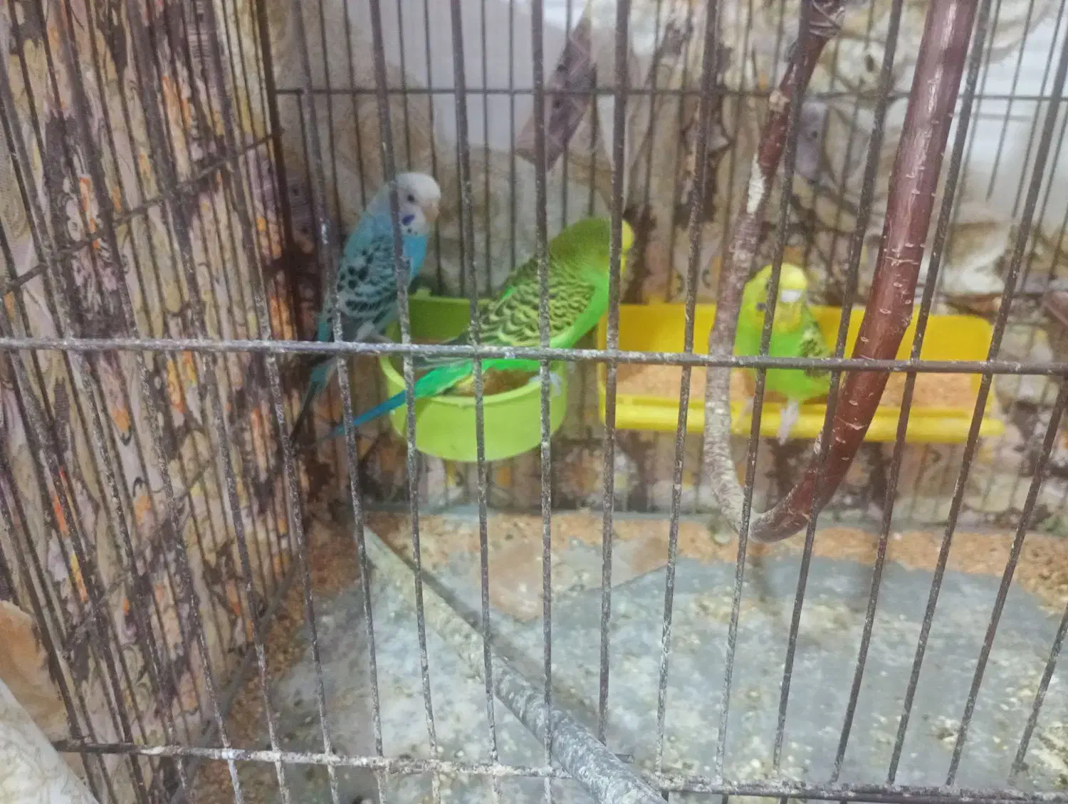 مرغ عشق با قفس|پرنده|کارون, |دیوار