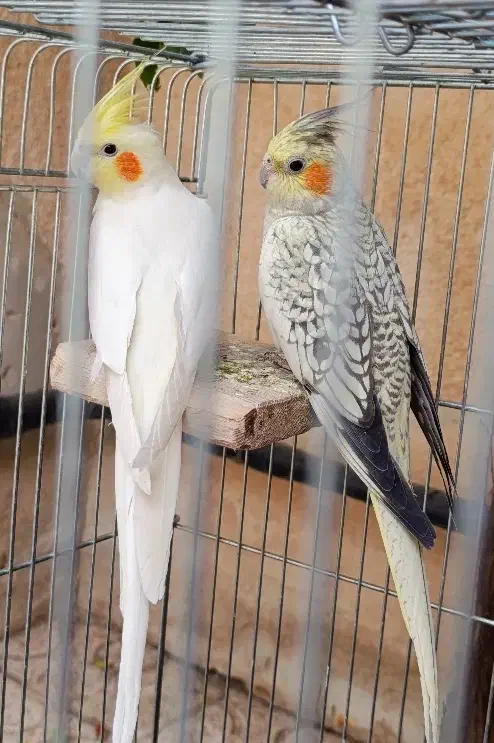 جفت طوطی عروس هلندی|پرنده|اقبالیه, |دیوار