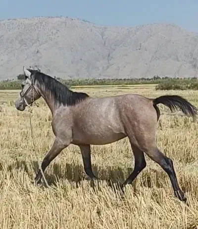 نریان کرد|اسب و تجهیزات اسب‌سواری|سورنا, |دیوار