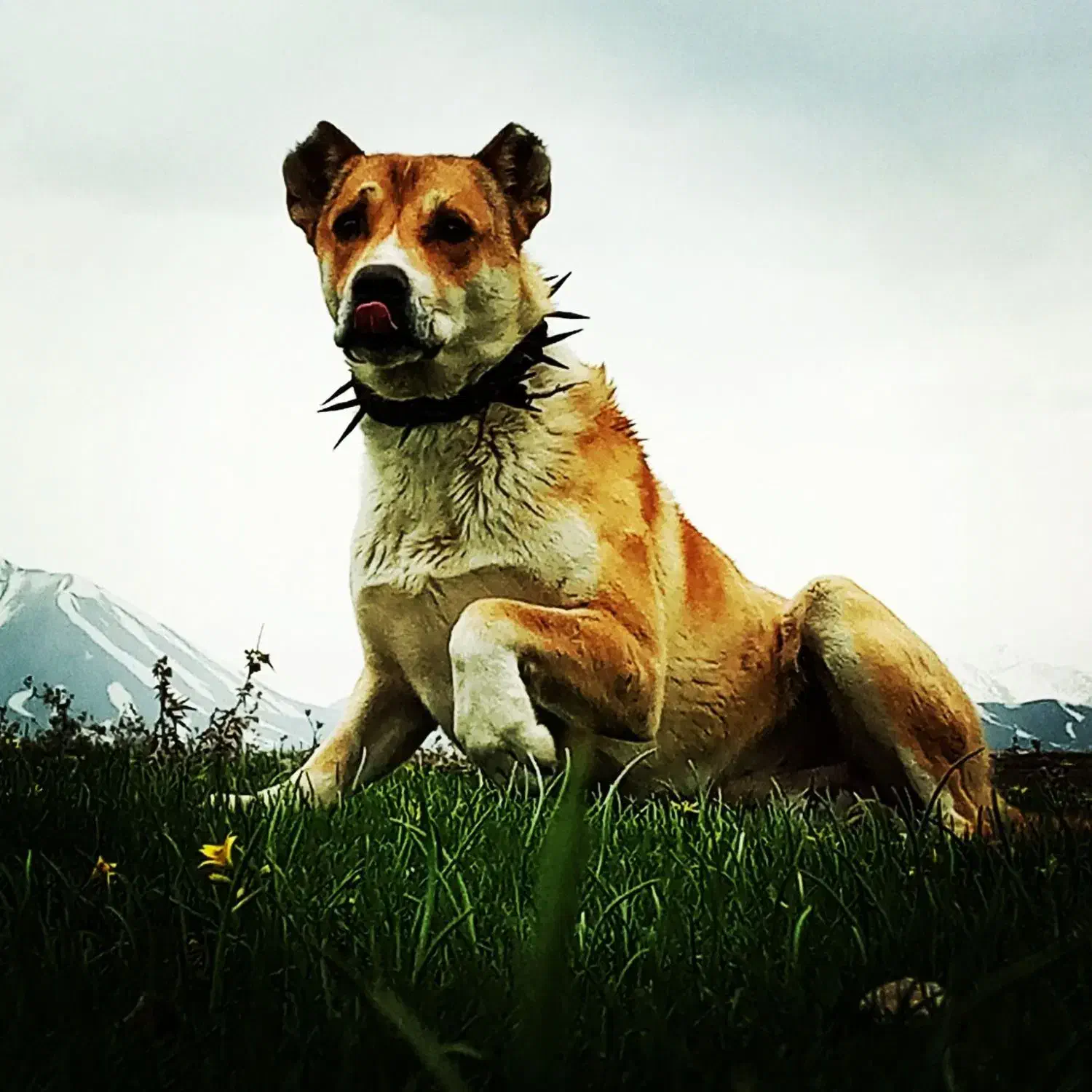 فروش سگ|سگ|نظر کهریزی, |دیوار