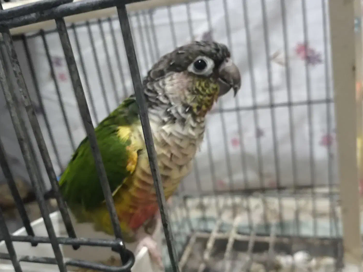 طوطی گرین چیگ سخنگو|پرنده|قم, شاه ابراهیم|دیوار