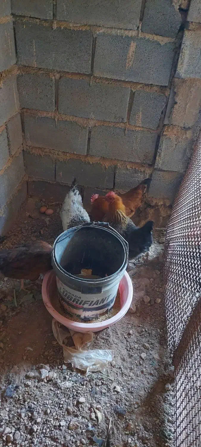 مرغ تخمگذار|حیوانات مزرعه|شیراز, حومه شیراز|دیوار