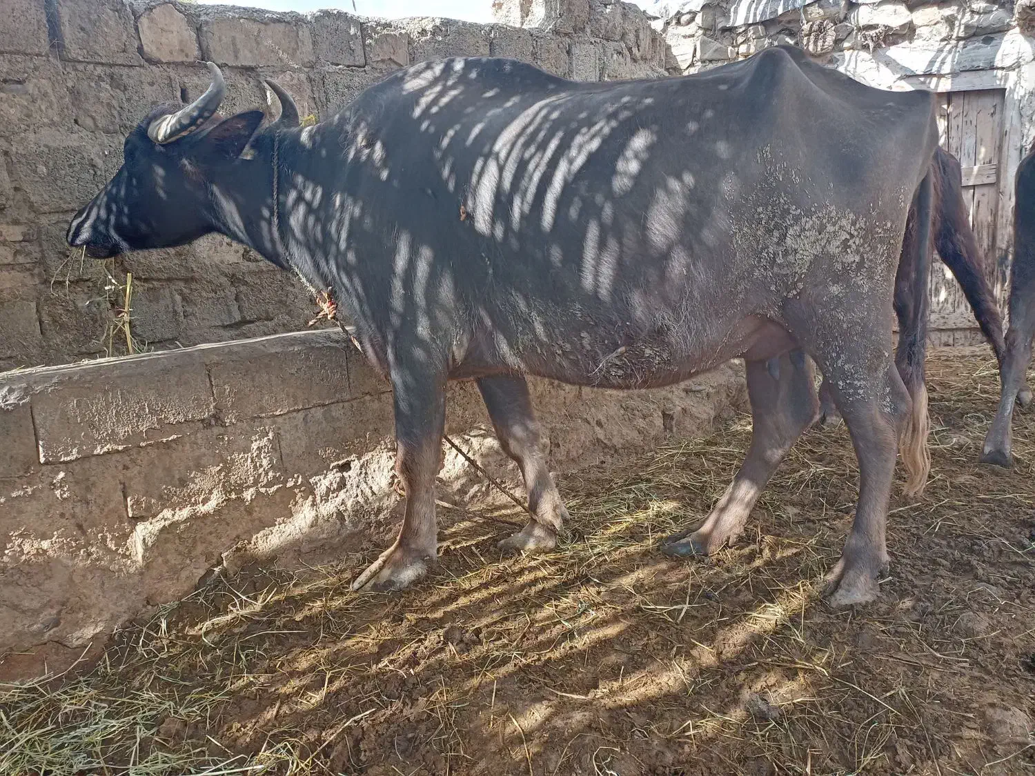 گاومیشدمازدیخ|حیوانات مزرعه|دره رود, |دیوار