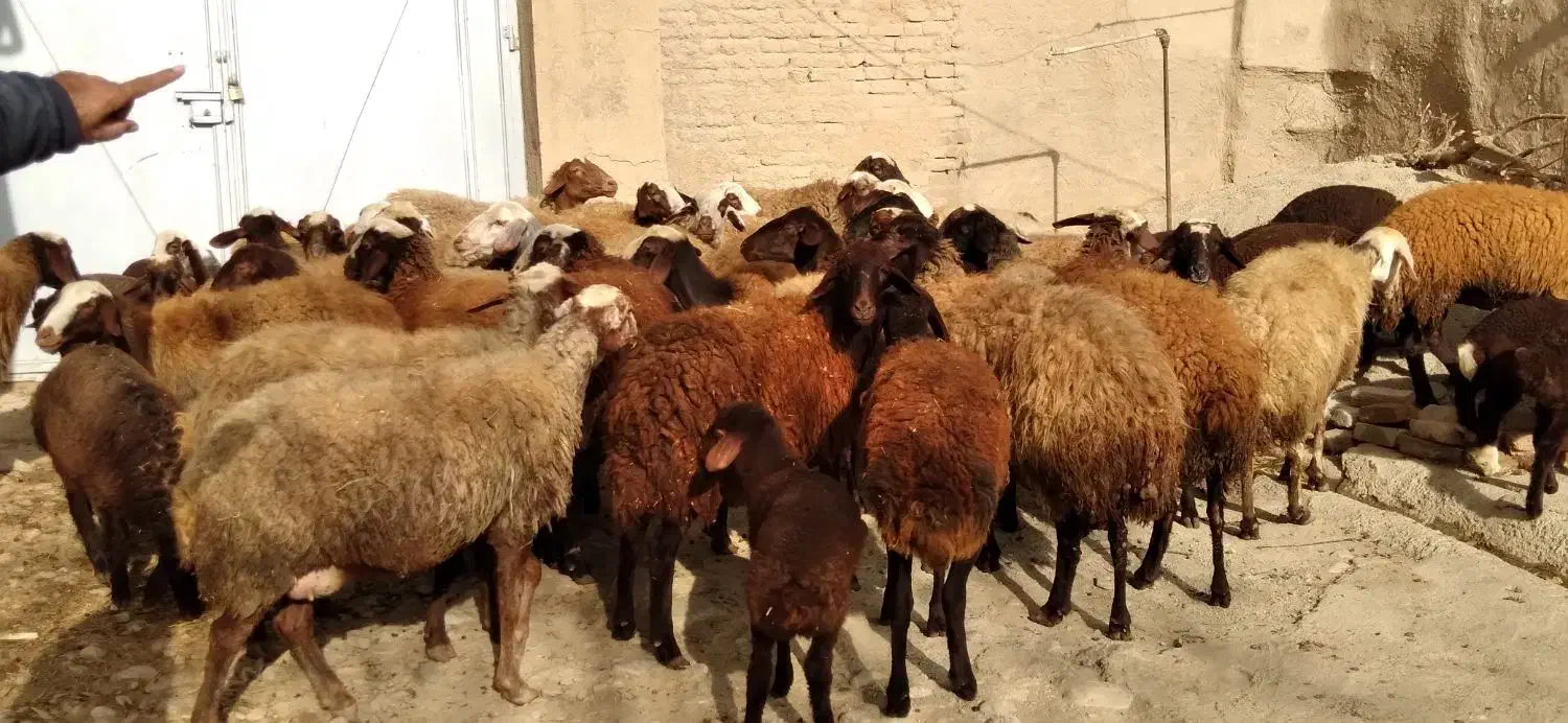 برای فروش|حیوانات مزرعه|گیان, |دیوار