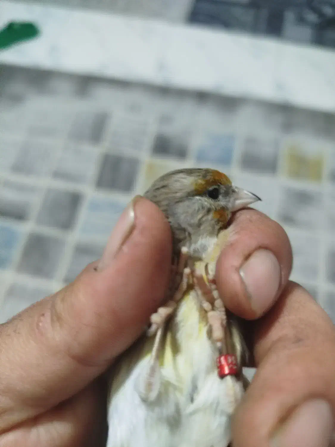 سهره و جوجه سهره قناری|پرنده|شهریار, شهرک امیریه|دیوار