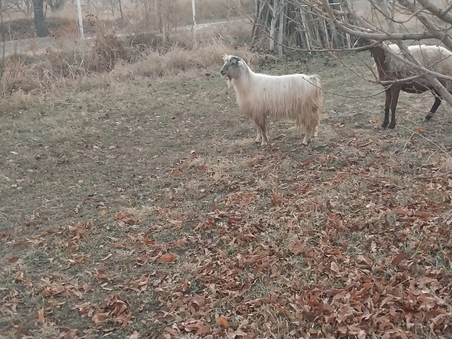 یک بزغاله نر|حیوانات مزرعه|اشنویه, |دیوار