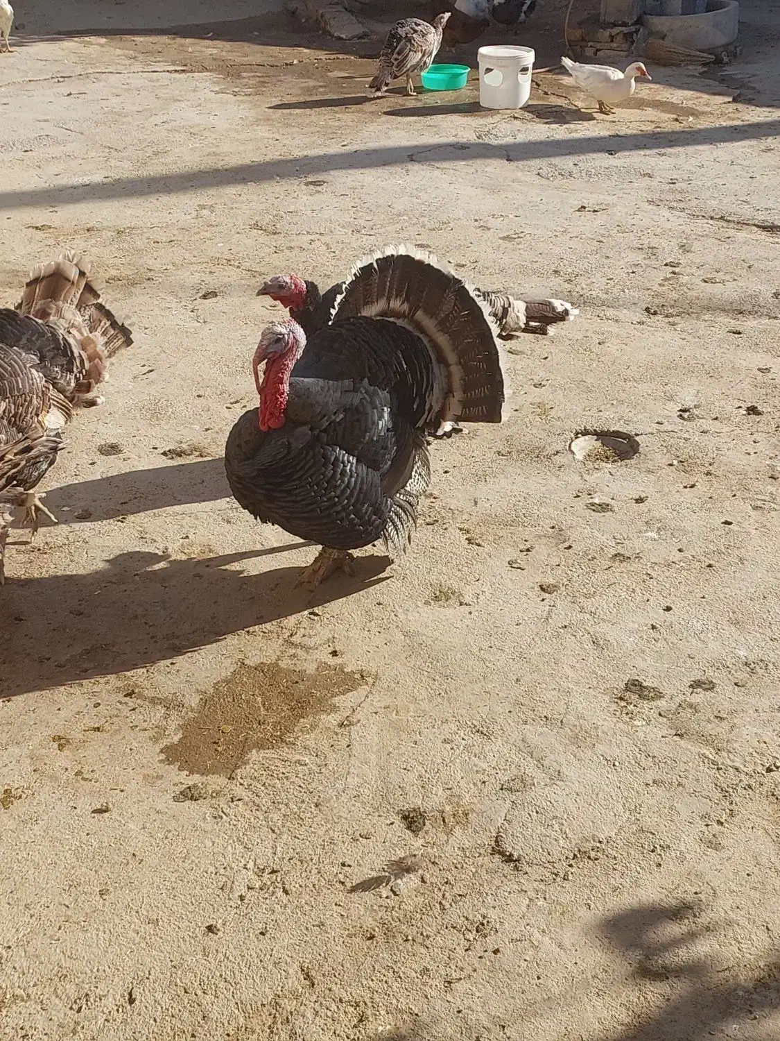 بوقلمون|حیوانات مزرعه|ازنا, |دیوار