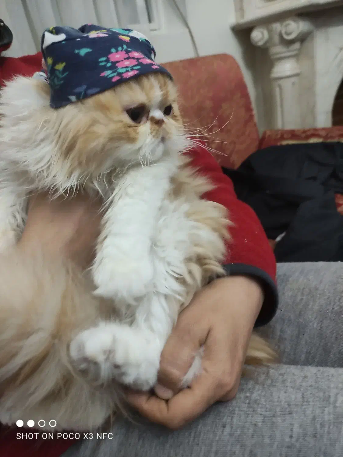 گربه ماده پرشین بالغ ۲ ساله با ۲ زایمان موفق|گربه|تهران, جنت‌آباد شمالی|دیوار