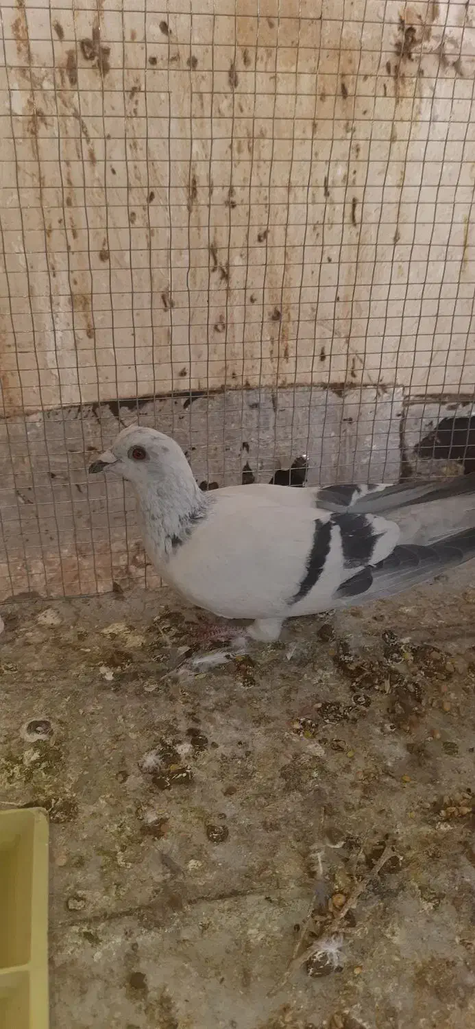 شامی گچی و سیاه کاشونی|پرنده|فولادشهر, مسکن مهر فولادشهر|دیوار