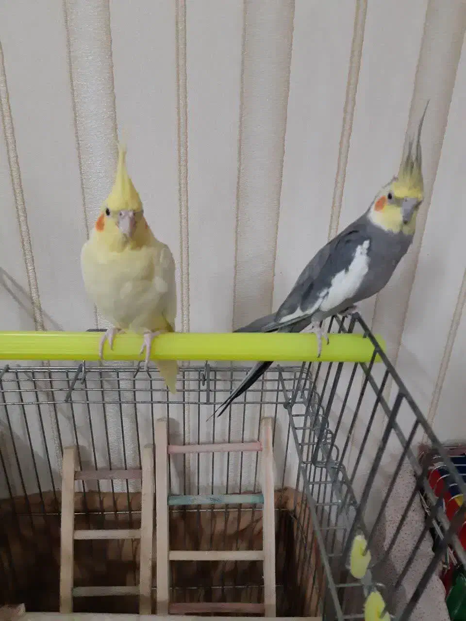 1جفت مولدخوب جوجه دوس وجوجه بزرگ کن|پرنده|قم, انصار‌الحسین|دیوار