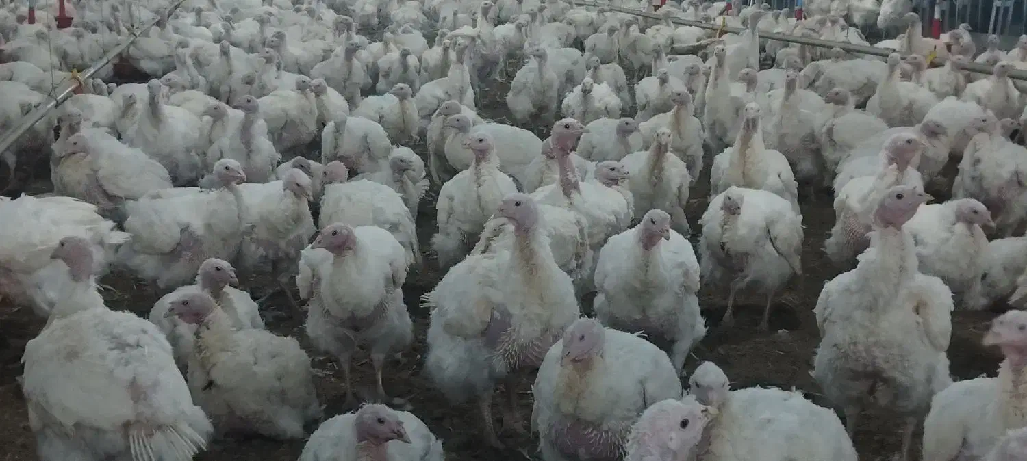 کار مرغداری|استخدام صنعتی، فنی، مهندسی|زنجانرود, |دیوار