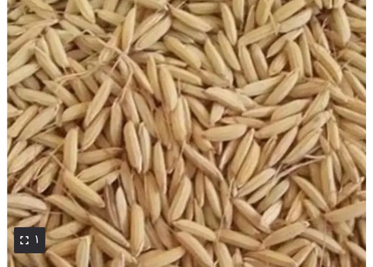 چلتوک چشمه بلقیس(طارم+هاشمی)(شمیم|خوردنی و آشامیدنی|دهدشت, |دیوار