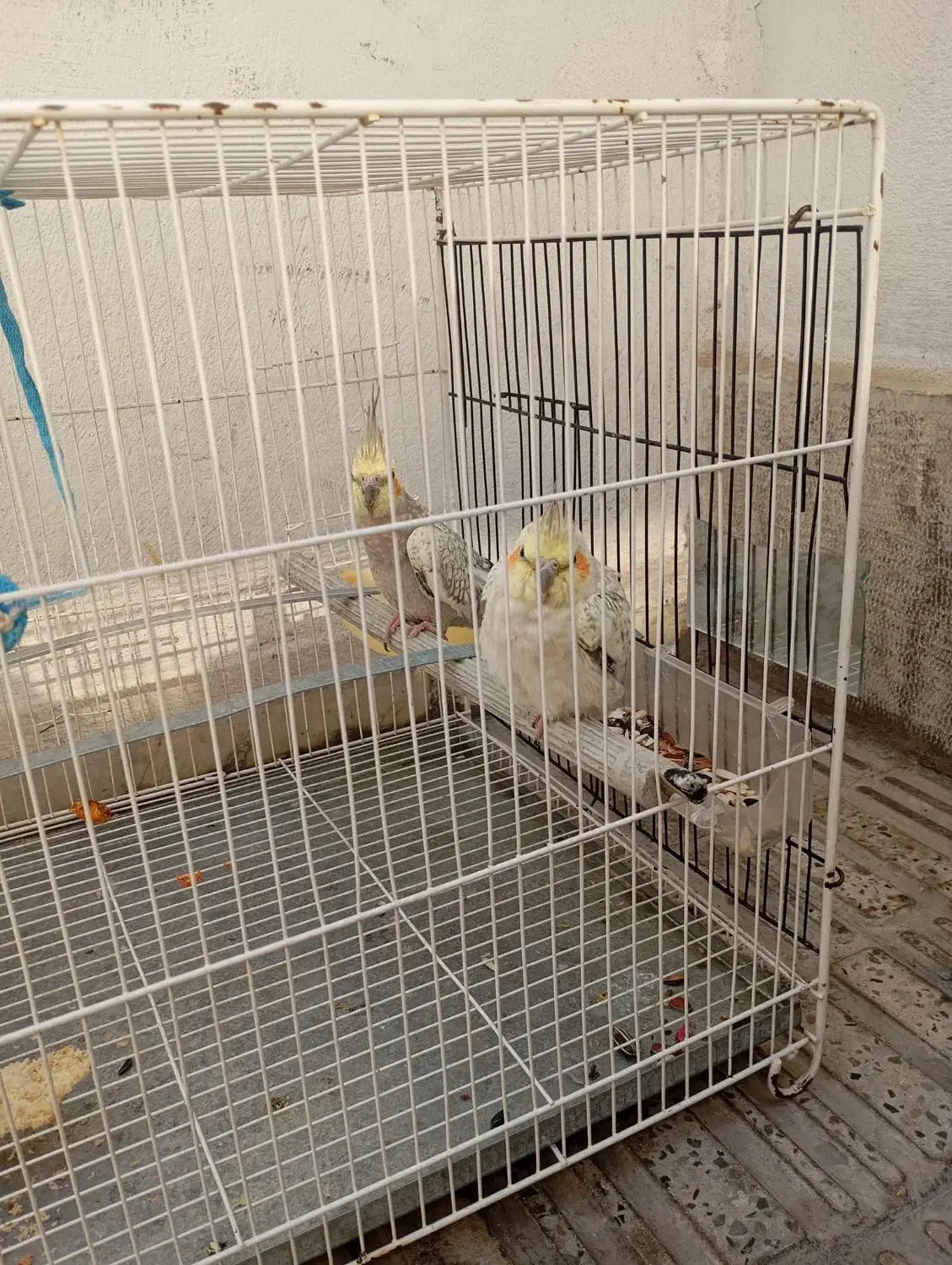 عروس هلندی|پرنده|فردیس, شهرک هفده شهریور|دیوار