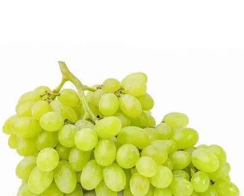 پخش نهال انگور فخری|خدمات باغبانی و درختکاری|اقلید, |دیوار