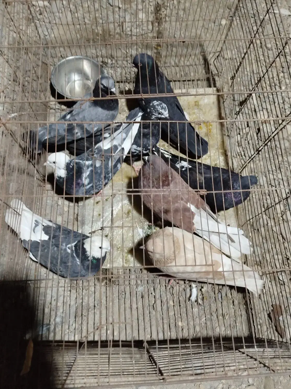 دونه 200 هزار تومن|پرنده|بند زرک, |دیوار