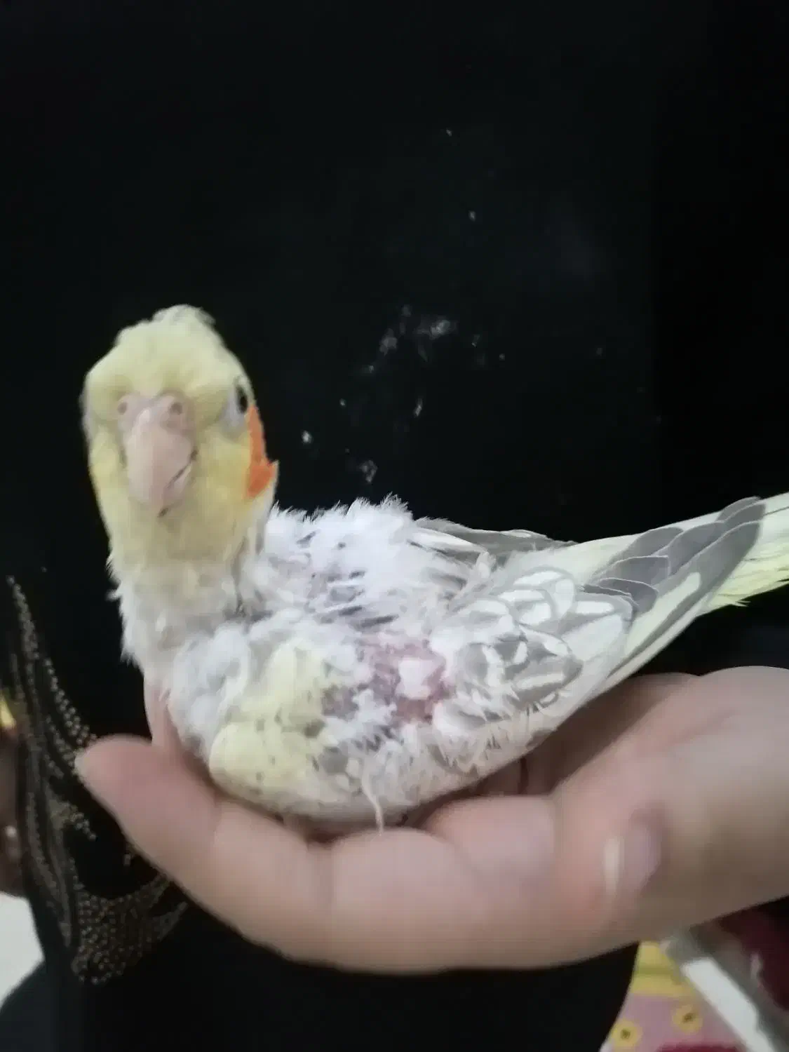 طوطی جوجه|پرنده|قم, بنیاد|دیوار