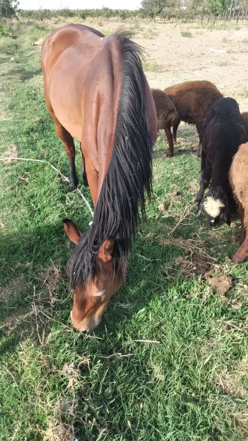 اسب مادیون فروشی|اسب و تجهیزات اسبسواری|تایباد, |دیوار