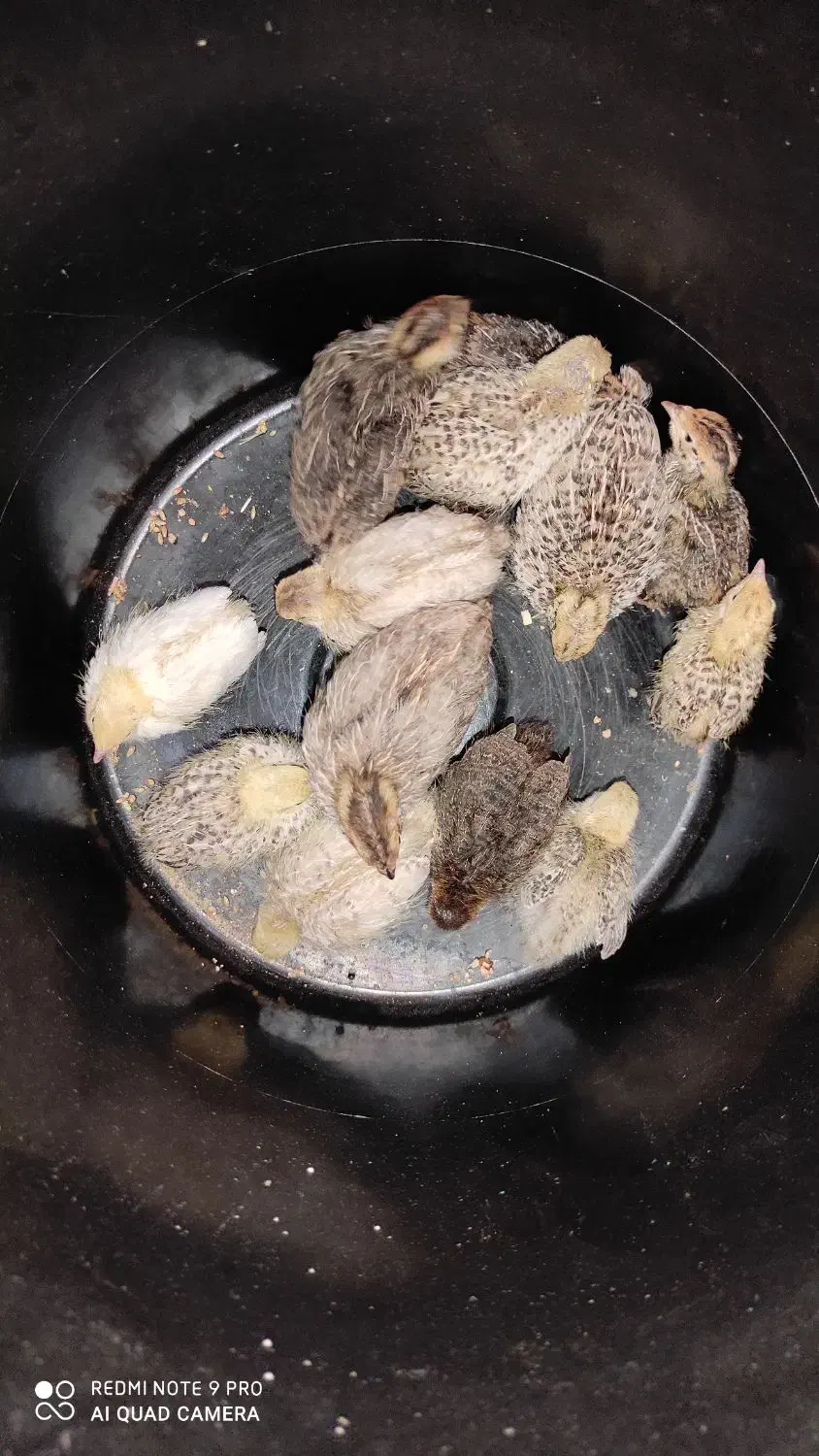 بلدرچین معمولی و مینیاتوری سه عدد کالفرنیا موجود|پرنده|رشت, علی آباد|دیوار