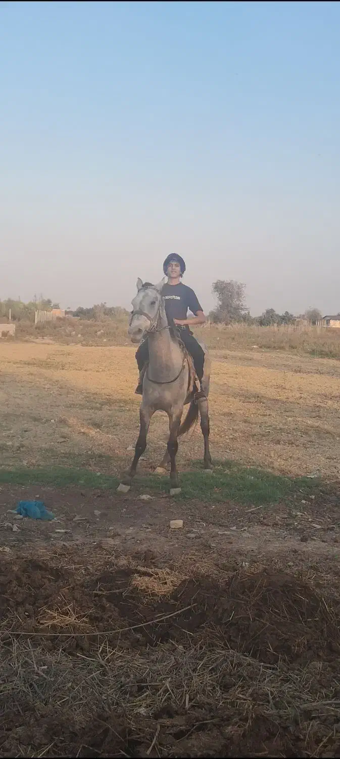 اسب نریان|اسب و تجهیزات اسب‌سواری|کردکوی, |دیوار