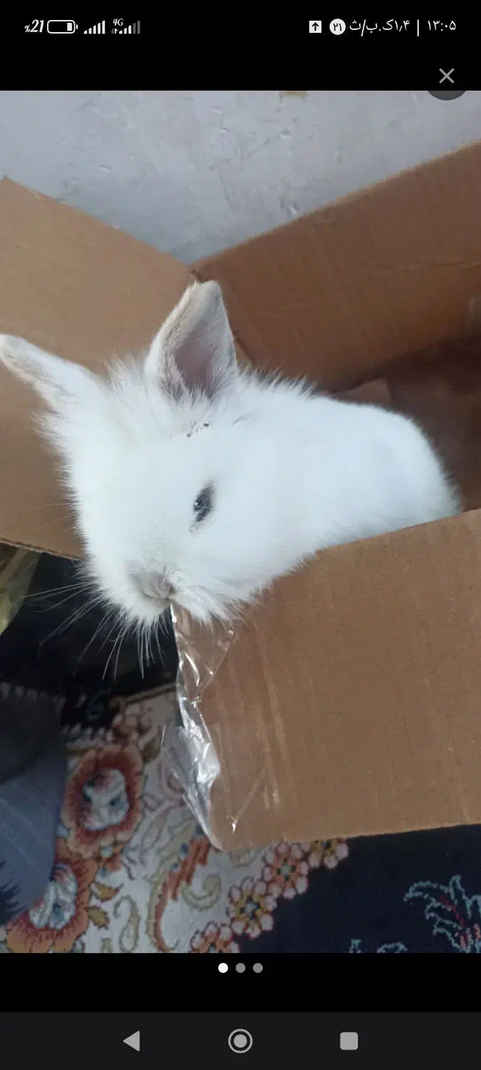 خرگوش لوپ|موش و خرگوش|سبزوار, چهارراه فرودگاه|دیوار