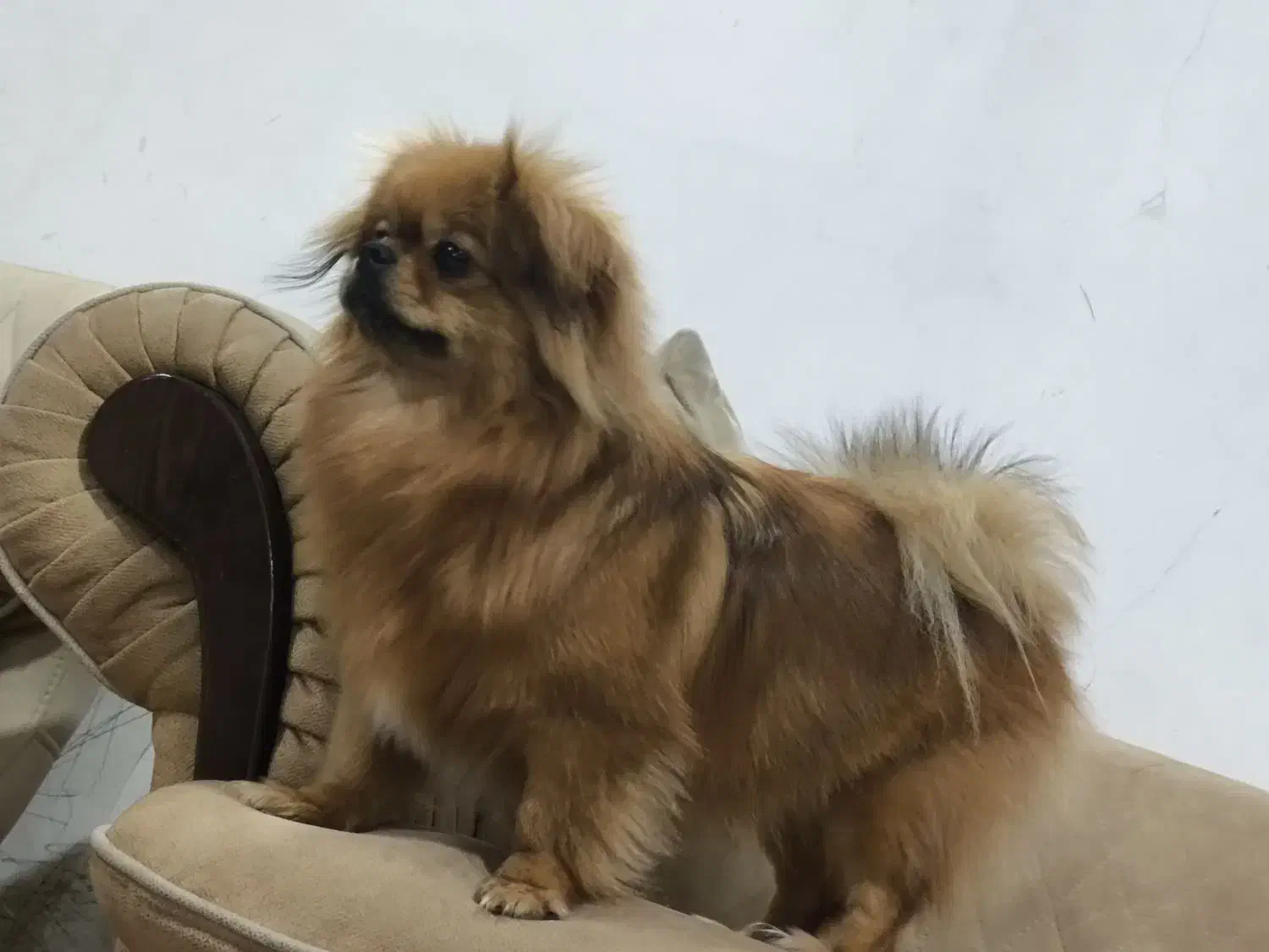 پامریین یک سال و نیم جنس نر عقیم شده|سگ|اهواز, کوی مهدیس|دیوار