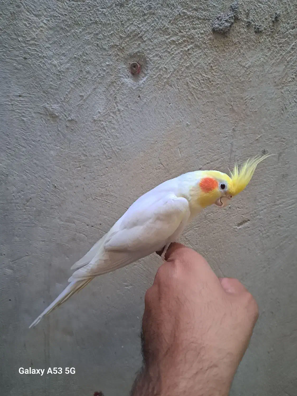 جفت عروس|پرنده|بندرعباس, |دیوار