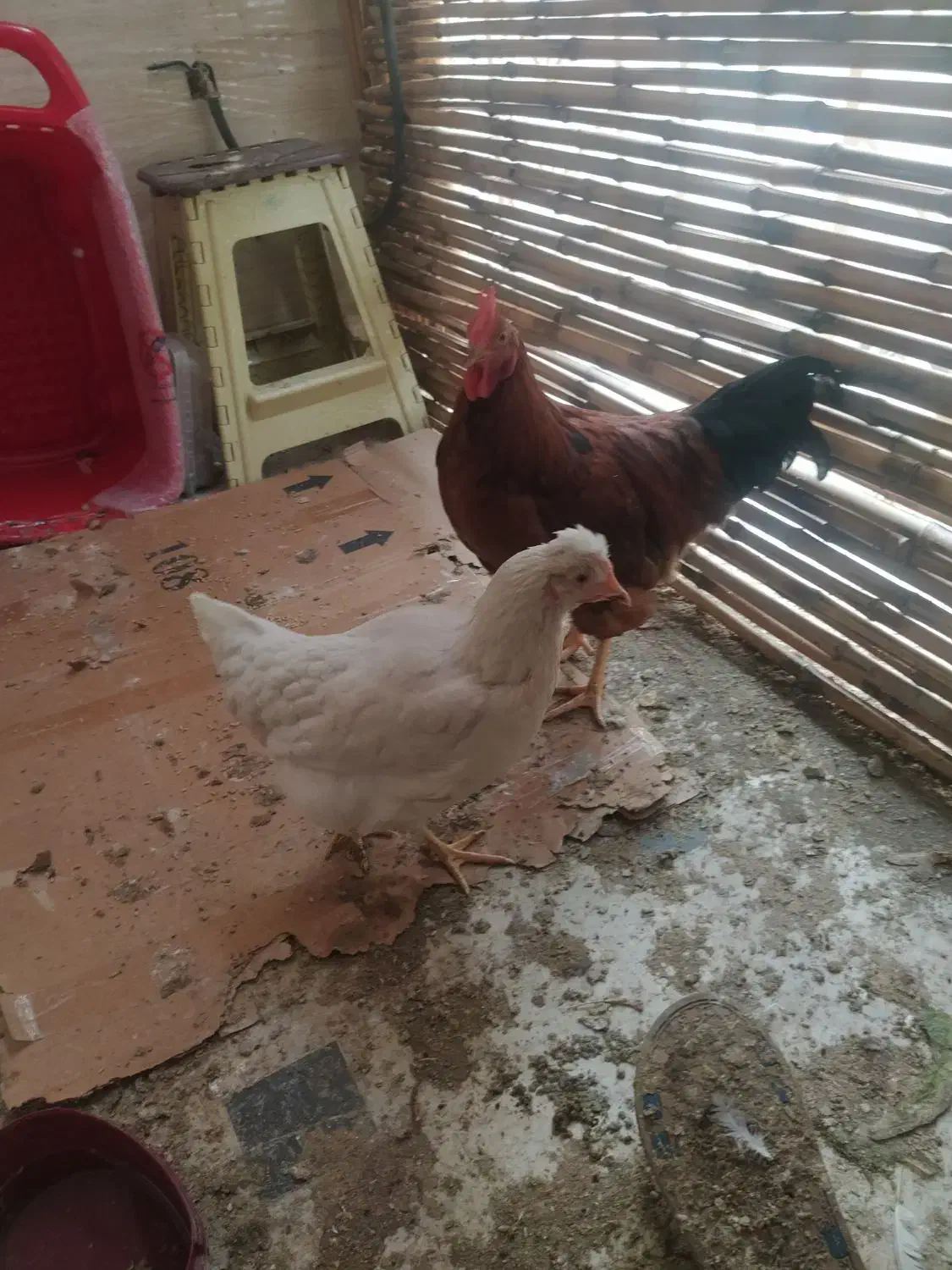 خروس|حیوانات مزرعه|تهران, طرشت|دیوار