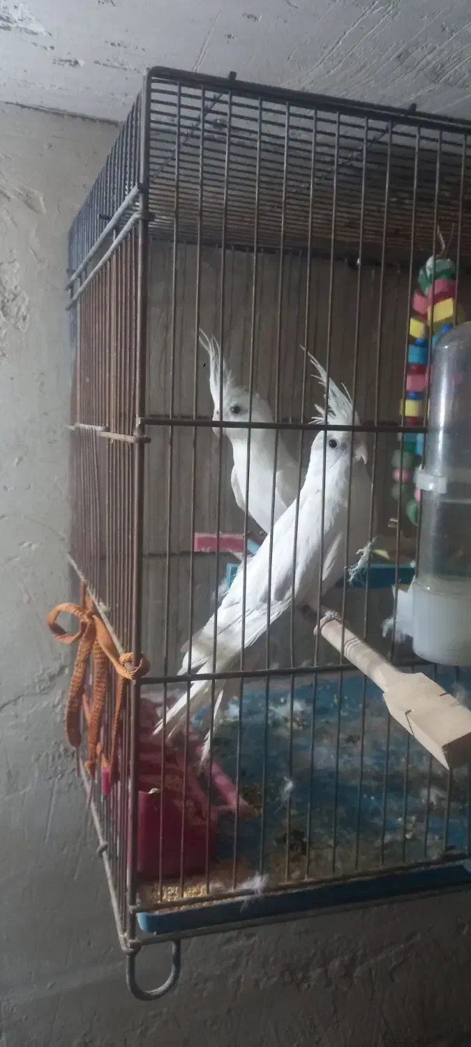 عروس هلندی|پرنده|مرند, |دیوار