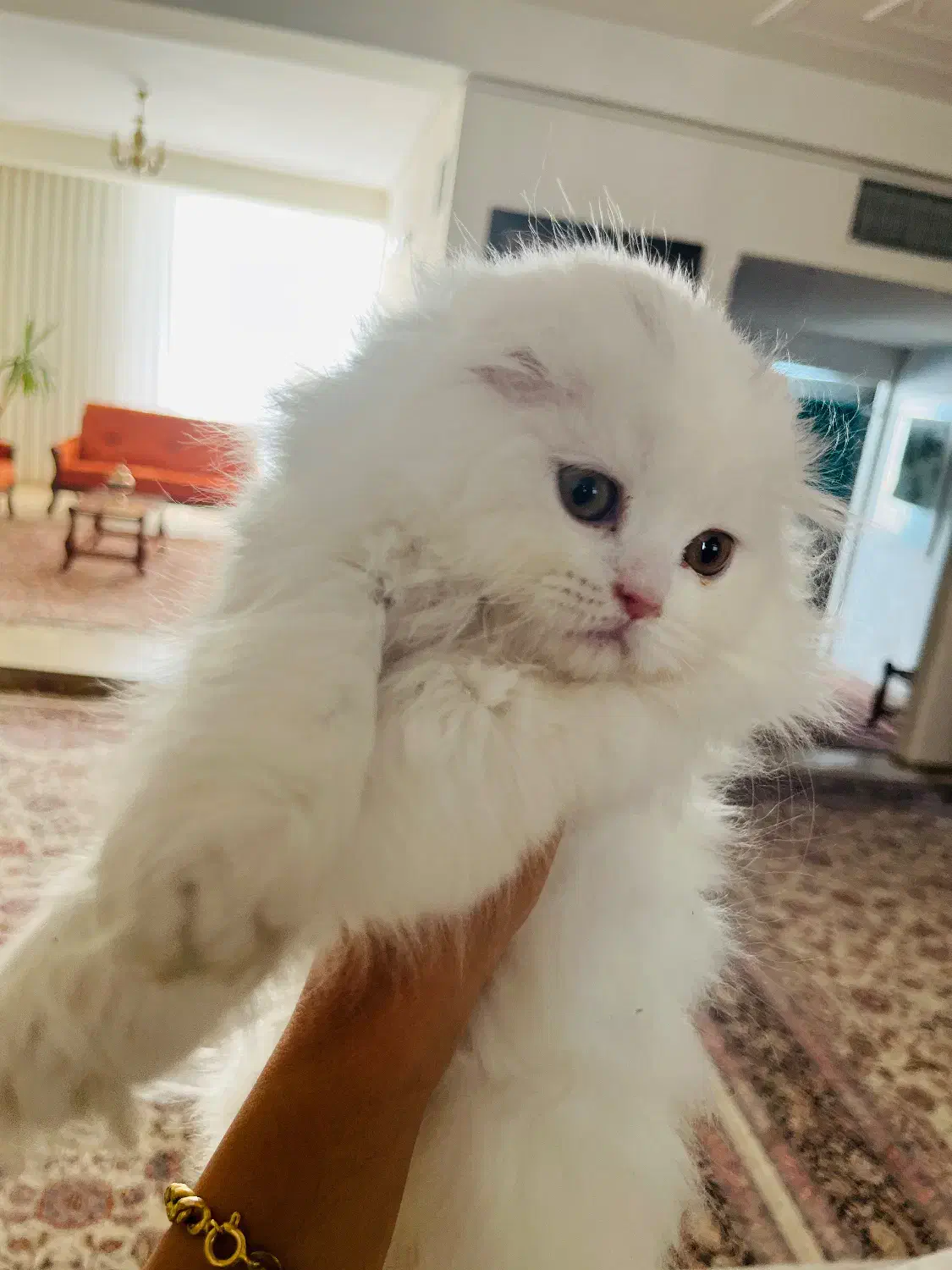 گربه خانگی|گربه|کرمان, |دیوار