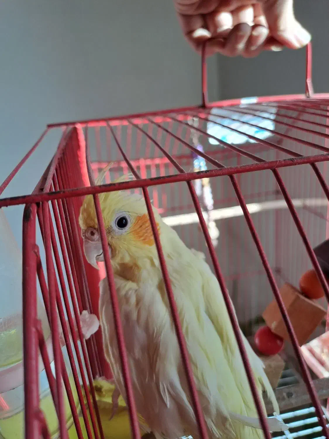 عروس هلندی|پرنده|رشت, شهرک شهید رجایی|دیوار